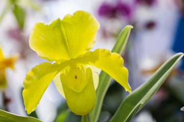 Orchid flower in orchid garden at winter or spring day for postcard beauty and agriculture design....