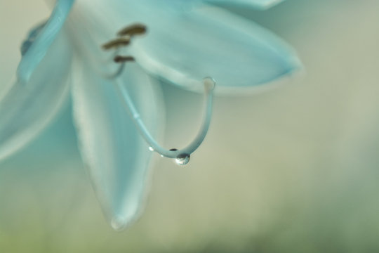 white flower with a droplet - Powered by Adobe