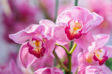 Fototapeta na wymiar Orchid flower in orchid garden at winter or spring day for postcard beauty and agriculture design. Cymbidium Orchidaceae.