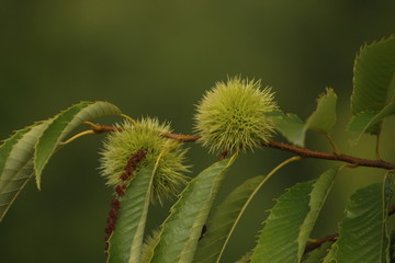 Chestnuts