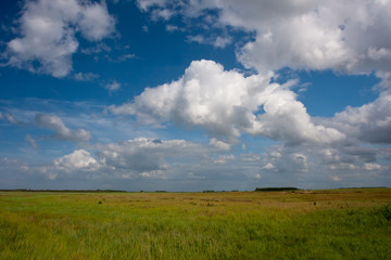 Belgian summer landscape with a meadow