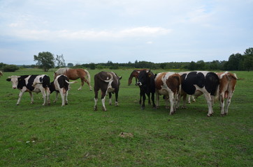 krowa, farma, zwierzak, bydło, gras, pola, rolnictwa, biała, hayfield, czarna, mleczko, pastwisko, gospodarstwo mleczne, krowa, zieleń, rolnictwa, byk, zwierzak, charakter, pastwisko, wołowina, zwierz - obrazy, fototapety, plakaty