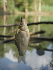  fish crucian carp  carassius © Witold Krasowski
