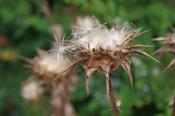  herb milk thistle silybum marianum