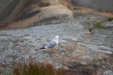 Back of the seagull on the boulder in wild life