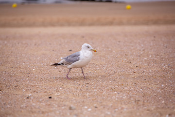 mouette
