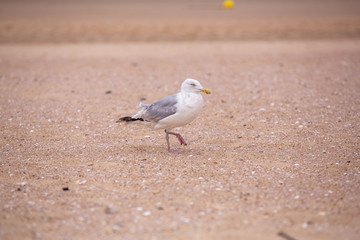 mouette