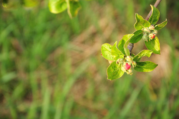 pink bud at an apple tree in springtime
