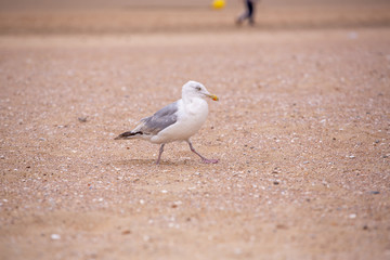 mouette