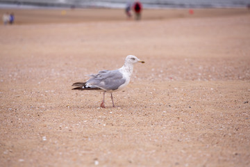 mouette