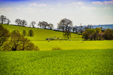 cotswold landscape gloucestershire england uk