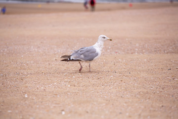 mouette