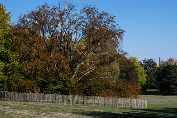 Baum im Kurpark von Bad Nauheim/Deutschland