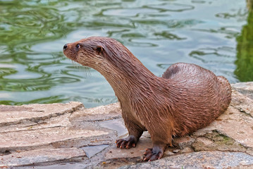 Otter
