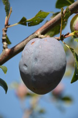 Szydłowiecka śliwa ,Szydłów ,po gradzie śliwa , owoc, drzew, śliwa, jedzenie, zieleń, galąz, charakter, blękit, jagoda, blueberry, roślin, feuille, dojrzałe, swiezy, śliwa, zdrowa, rolnictwa, jardin, 