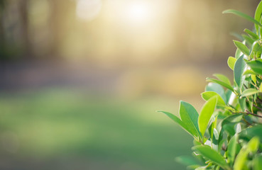 The green leaves with the most beautiful of the blurred background are presented in the morning. It very comfortable and peace when we see.  In addition, the green leaves help us to relax and fresh.