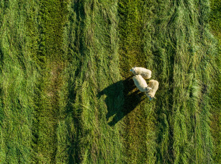 Aerial image of sheep in a field