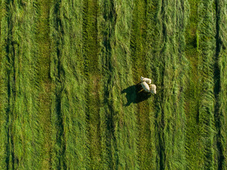 Aerial image of sheep in a field