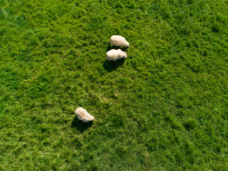 Aerial image of sheep in a field