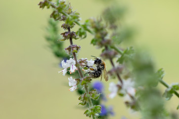 Hummel auf der Suche nach Nektar Nahrung, Makrofotografie