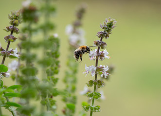 Hummel auf der Suche nach Nektar Nahrung, Makrofotografie