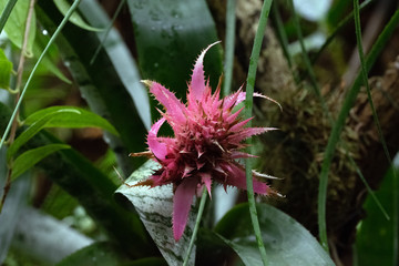 Pflanzen und Blüten