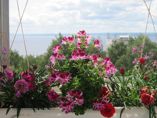Beautiful blooming garden on the balcony. Flowers of geranium and carnation growing in the pot on the background of panorama with river.