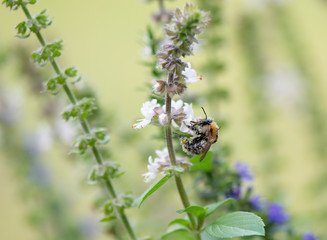Hummel auf der Suche nach Nektar Nahrung, Makrofotografie
