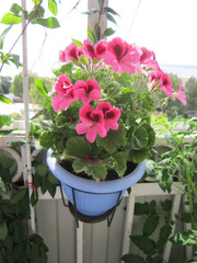 Blooming geranium (pelargonium grandiflorum) in flower pot. Beautiful garden on the balcony.