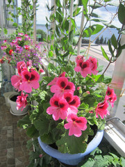Blooming garden on the balcony in sunny summer day. Beautiful flowers of geranium in pots.