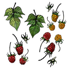  isolated colored set of forest berries and leaves of red and yellow raspberry on white background . Doodle, elements, composition, pattern, design 