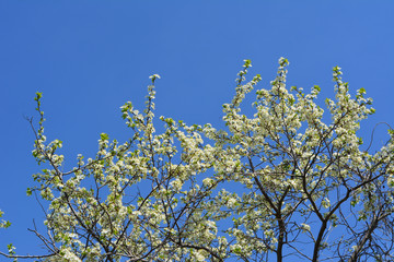 Blooming plum tree. Branches with white flowers on the background of clear blue sky.