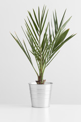 Palm tree in a pot on a white table.
