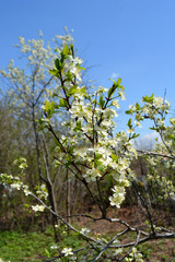 Beautiful blooming garden in spring. Closeup of branches with white flowers and green leaves of plum tree.