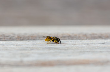Wespe frisst Holz zum Bau von einem Wespennest, Wespen Papiernest