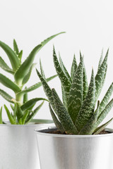 Aloe vera and a cactus in a pots on a white table.