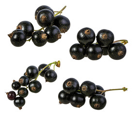 Fresh black-currants isolated on white background with clipping path