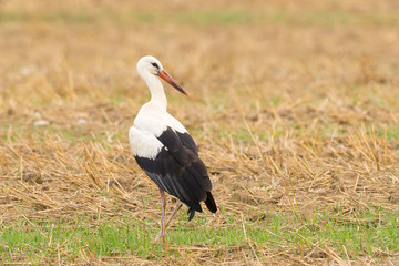 White Stork standing in the field, European Stork, Ciconia Ciconia.