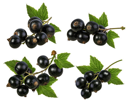 Fresh black-currants with leaf isolated on white background with clipping path