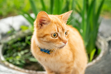 Ginger frightened cat on a green grass background.
