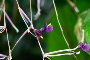 Pflanzen und Blüten