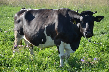 krowa, farma, zwierzak, bydło, gras, pola, rolnictwa, biała, hayfield, czarna, mleczko,...