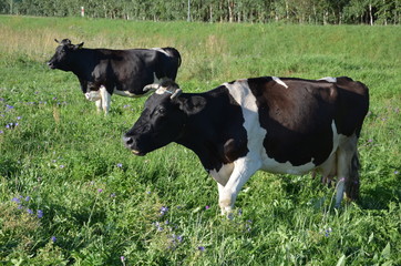krowa, farma, zwierzak, gras, bydło, pola, rolnictwa, hayfield, mleczko, biała, czarna, pastwisko, krowa, gospodarstwo mleczne, zieleń, zwierzak, rolnictwa, braun, pastwisko, charakter, obszarów wiejs © Szymon