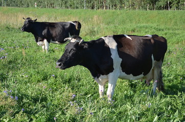 krowa, farma, zwierzak, bydło, gras, pola, rolnictwa, biała, hayfield, czarna, mleczko, pastwisko, gospodarstwo mleczne, krowa, zieleń, rolnictwa, byk, zwierzak, charakter, pastwisko, wołowina, zwierz - obrazy, fototapety, plakaty