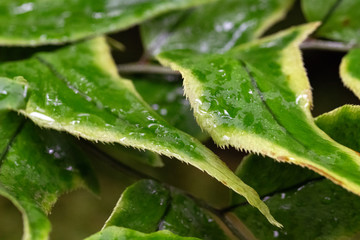 Pflanzen und Blüten