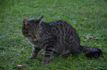 Kot , zwierzak, gras, domowych, kociak, bystra, felino, domowy, zieleń, futro, kocica, domowych