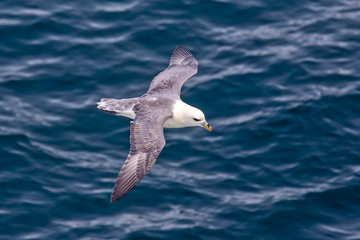 Seagull flying over the surface of the ocean