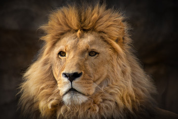 Löwe mit scharfem Blick
