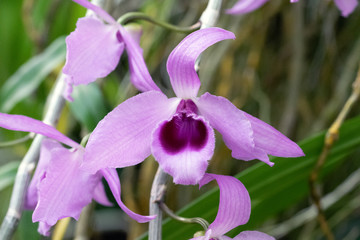 Pflanzen und Bl&uuml;ten