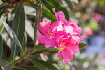 Pink Nerium Oleander flowers